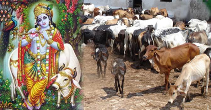 http://www.socialglow.in/images/gau.jpg